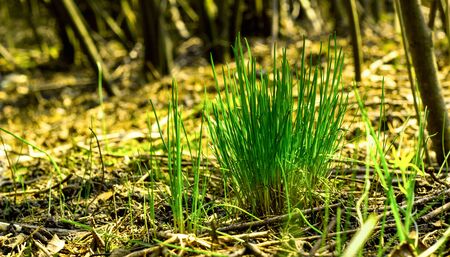 The first spring grass bright green and beautiful grew on the ground in the forest, the beauty of wildlife, magic colorsの写真素材