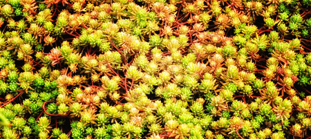 Magical April background chic lawn, very beautiful, bright cover for your gardenの写真素材