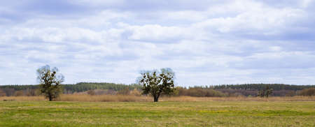 Beautiful tree on a meadow magnificent view, green grass, yellow meadow flowers grow, bends from the wind of reeds, on the background of a beautiful pine forest, and above the blue sky with cloudsの写真素材