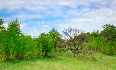 Beauty of the wild under a bright blue sky with white clouds