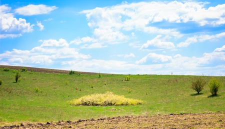 Around bright and light, good weather, a sunny day grows green grass and attracts by its beauty young solitary treesの写真素材