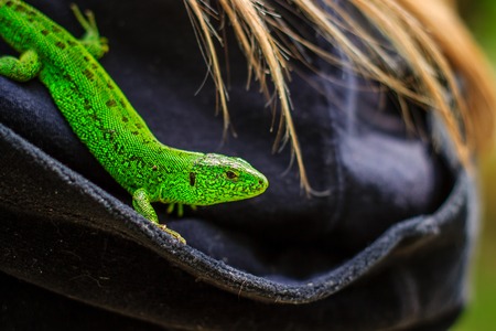 Bright green lizard sits on the hood she's just beautifulの写真素材