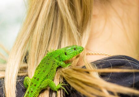 A bright green lizard sits at the girl on the neck on blond hairの写真素材