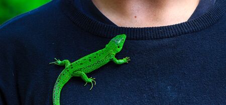 Bright green lizard sits on a man's sweater skin textureの写真素材