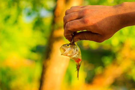 Fishing is very popular all over the world a fisherman holds in his hand a small trophyの写真素材
