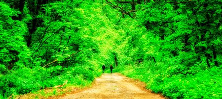 Two on a bright path in a magical forest a guy and a girl are walking around in nature around very beautifully in the trees green leavesの写真素材