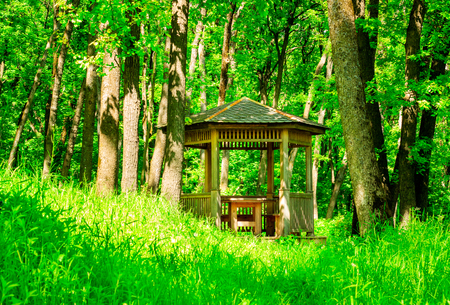 Quiet place to relax in nature around very beautiful plants green weather warm summer season nobody aroundの写真素材