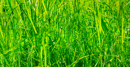 Natural background bright green grass beautifully growing in summerの写真素材