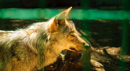 Gray wolf screwed up his eyes in the sun he warms his hair brightly litの写真素材