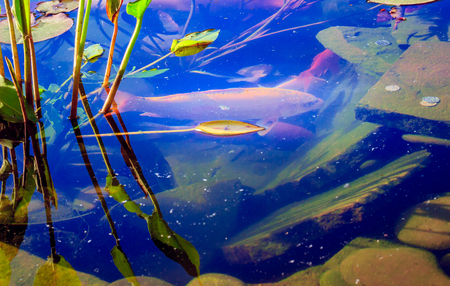 Beautiful nature, plants on the pond can be seen as floating bright fish and a stone beachの写真素材