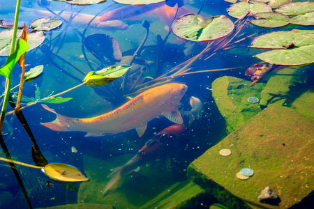 Beautiful nature, transparent pond is seen as a bright fish swim one floats on the surface of the waterの写真素材