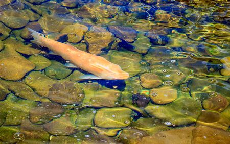 Beautiful fish floating in clear water can be seen the bottom in the shallow depth of the reservoirの写真素材
