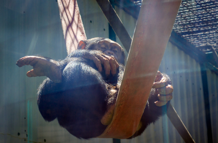 The chimpanzee sits in an interesting pose on the belt very cute and funnyの写真素材