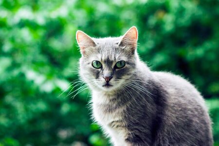Portrait of a cute gray cat on a background of green foliage in a blur beautiful petの写真素材