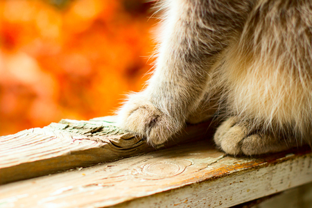 The paws of a gray cat sitting on a balcony against the backdrop of a fireの写真素材