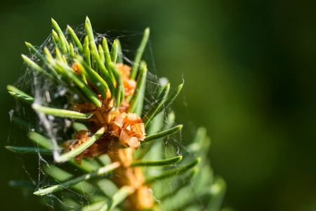 beautiful flower on a coniferous branch beauty of wild nature and copy space