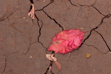 red autumn leaf fallen from a tree lies on the ground with a cracked soil bright colors of natureの写真素材