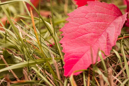 autumn is very beautiful time of the year it paints leaves in different interesting colors wonders of nature good backgroundの写真素材