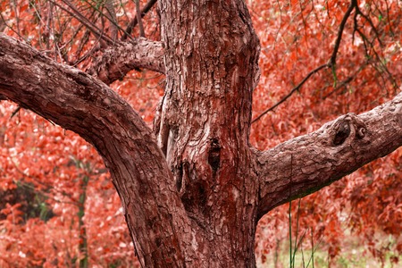 a beautiful autumn tree of his branch resembles hands placed in different directions and in the middle of a hollow eyeの写真素材