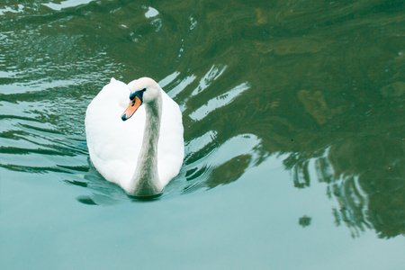 cute bird near long neck orange beak and bright white plumageの写真素材