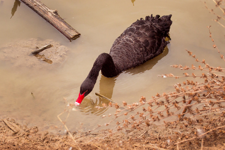 black swan with a bright red beak that drinks water on it shiny drops of water are very beautifulの写真素材
