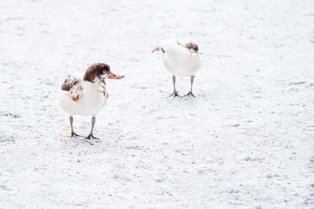 bright white duck with a brown head and an orange beak stands on the snow with their webbed feet