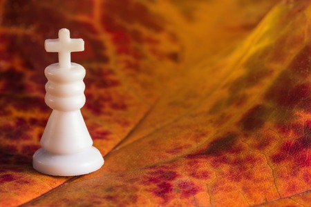 the white king stands on the autumn bright leaf on which is illuminated by the rays of the warm sunの写真素材