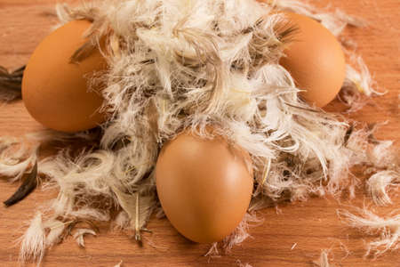 three chicken eggs with a brown shell under a hill of feathers closeup