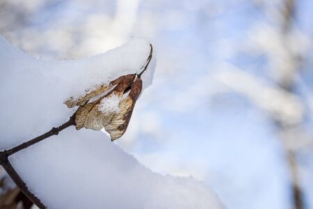plants in winter closeup of a thin branch of a tree covered with fluffy snowの写真素材