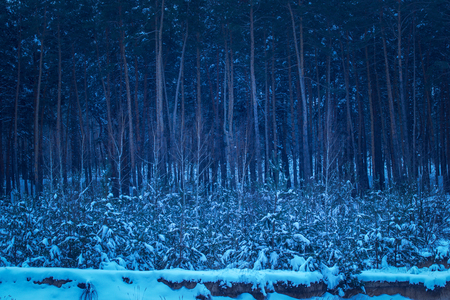 Young fir trees in the background of tall pines in the mysterious winter forest is an exciting and mystical evening out in the open airの写真素材