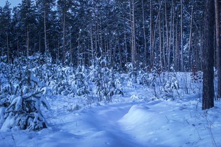 snowy path leads along the young fir trees into a fantastic forest with tall pine trees a bright and magical winter evening nobody aroundの写真素材