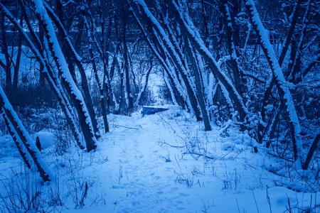 snow covered trail passes between mysterious trees in a night park scary and exciting