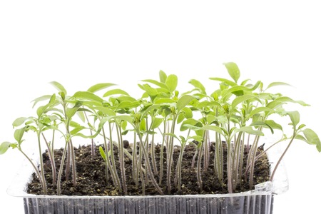 bright and bright seedlings tomato grows in the soil like a small forest concept of agricultureの写真素材