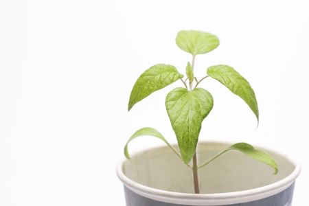 bright young germ of a tomato growing in a cardboard glass on a gray background concept of agricultureの写真素材