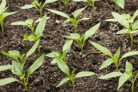 Pepper sprouts grow in the soil the concept of agricultureの写真素材