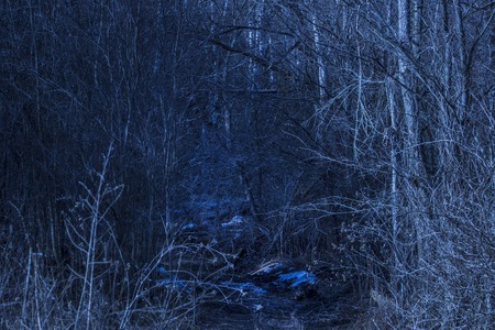 entrance to the mysterious night forest interesting path and no one around only bare trees