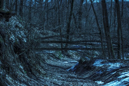 fallen trees over the trail in the night forest beautiful and exciting no one aroundの写真素材
