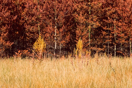 field plants against the background of autumn pine forests with orange needles exciting and amazing wild nature, clean and no one aroundの写真素材