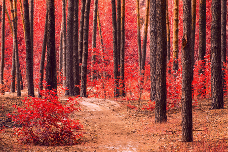 bright and mysterious autumn forest with red foliage high trees and lying on the ground cones clean and no one around the beauty of wildlifeの写真素材