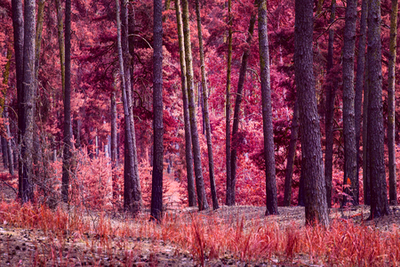 magic of autumn nature is a brightly colored fantastic pine forest with tall trees enchanting wilderness and no one aroundの写真素材