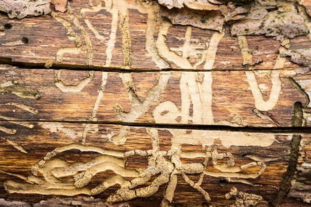 texture of a tree with natural and interesting patterns closeup of a breathtaking world of wildlife concept of the environmentの写真素材