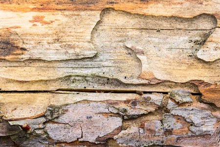 texture of a forest tree closeup concept of a wildlife and environmentの写真素材