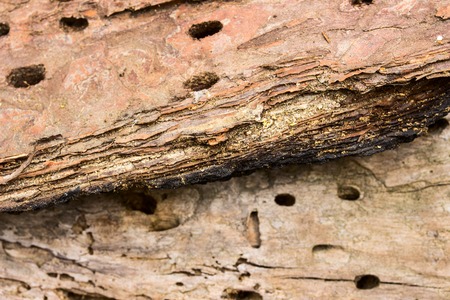 surface of pine bitten by insects the concept of wildlife and the environmentの写真素材
