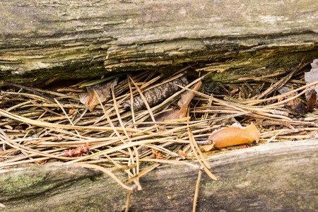 pine needles lie in a crack in the tree closeup concept of the environmentの写真素材