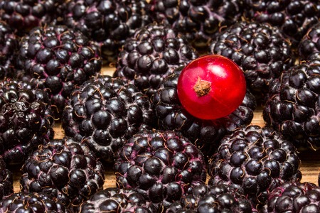 small and bright red currant lies on top of a blackberry fresh and natural vitamins healthy foodの写真素材