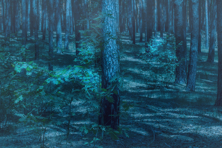 night wilderness in a mysterious forest with tall trees pure and no one around only wildlifeの写真素材