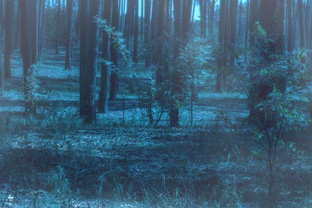 fog in the night coniferous forest mysterious and fantastic clean and no one around the exciting atmosphereの写真素材