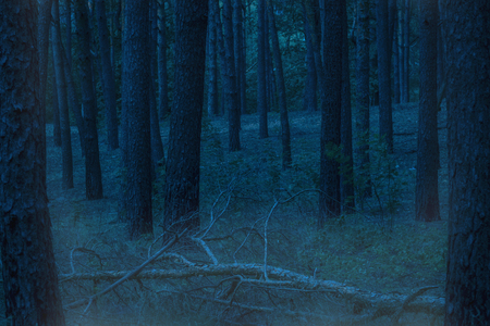 fallen pine in a mysterious evening forest no one around the exciting atmosphereの写真素材