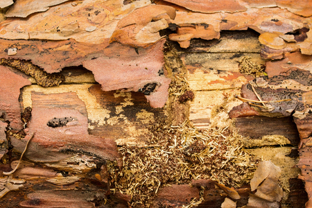 world of wild nature pine texture concept of environment and woodworkingの写真素材