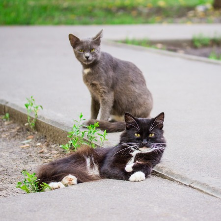 cute inhabitants of cities homeless cats on the sidewalk concept of animals